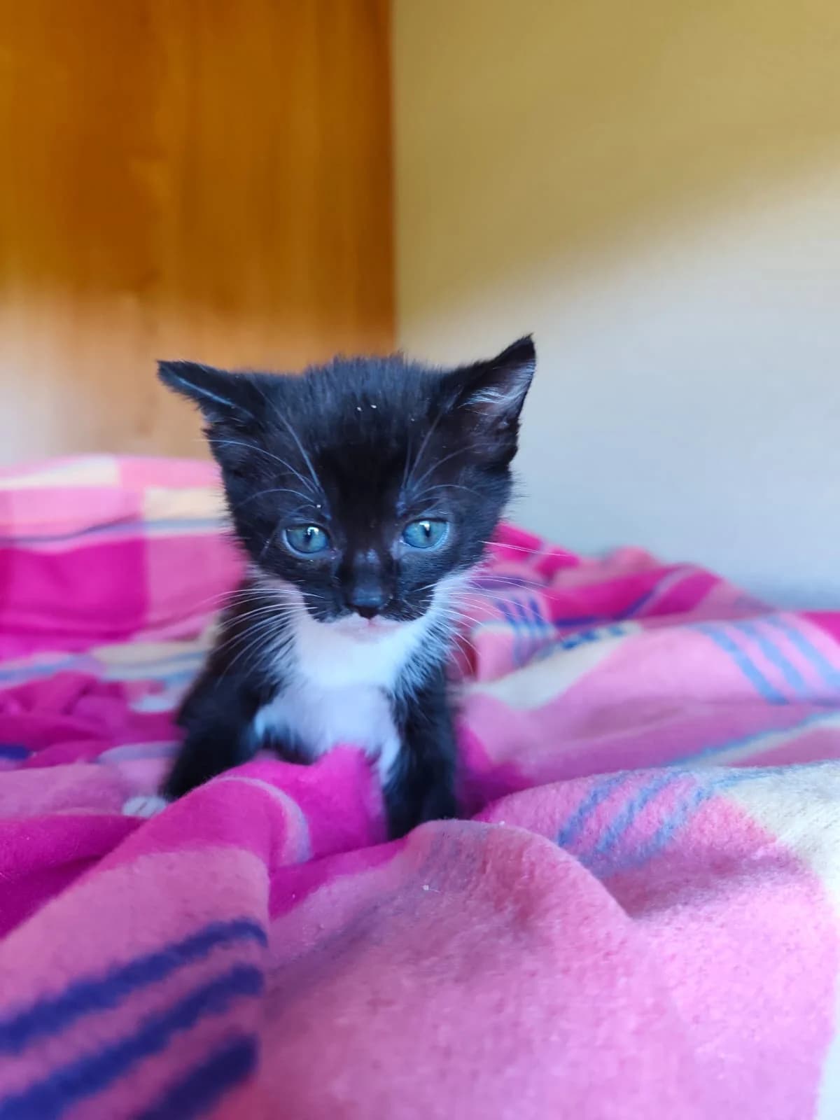 Acai, female puppy Mixed Breed for adoption at Nordic Strays e.V.