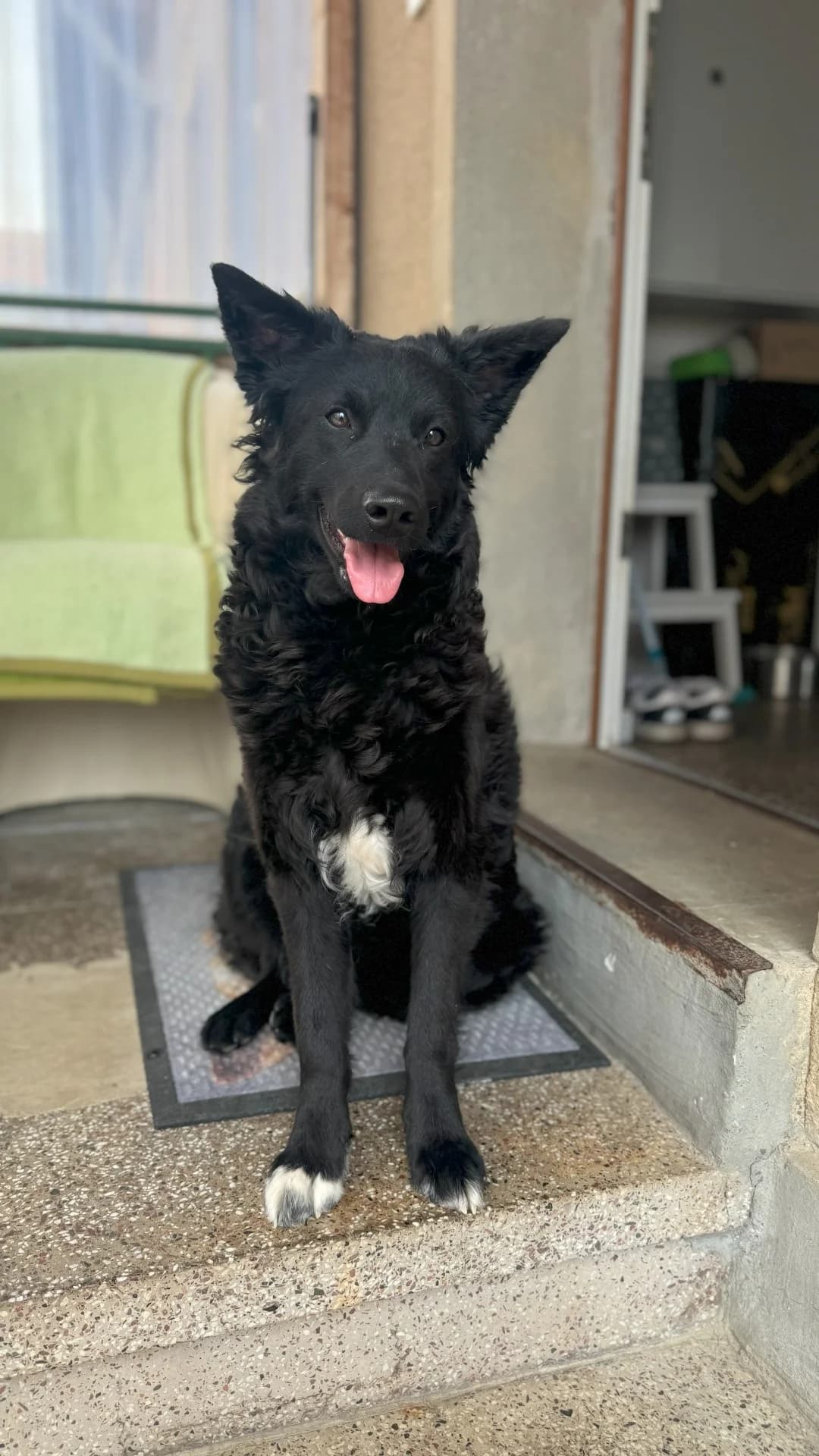 July (99718 Greußen), female young German Shepherd for adoption at Nordic Strays e.V.