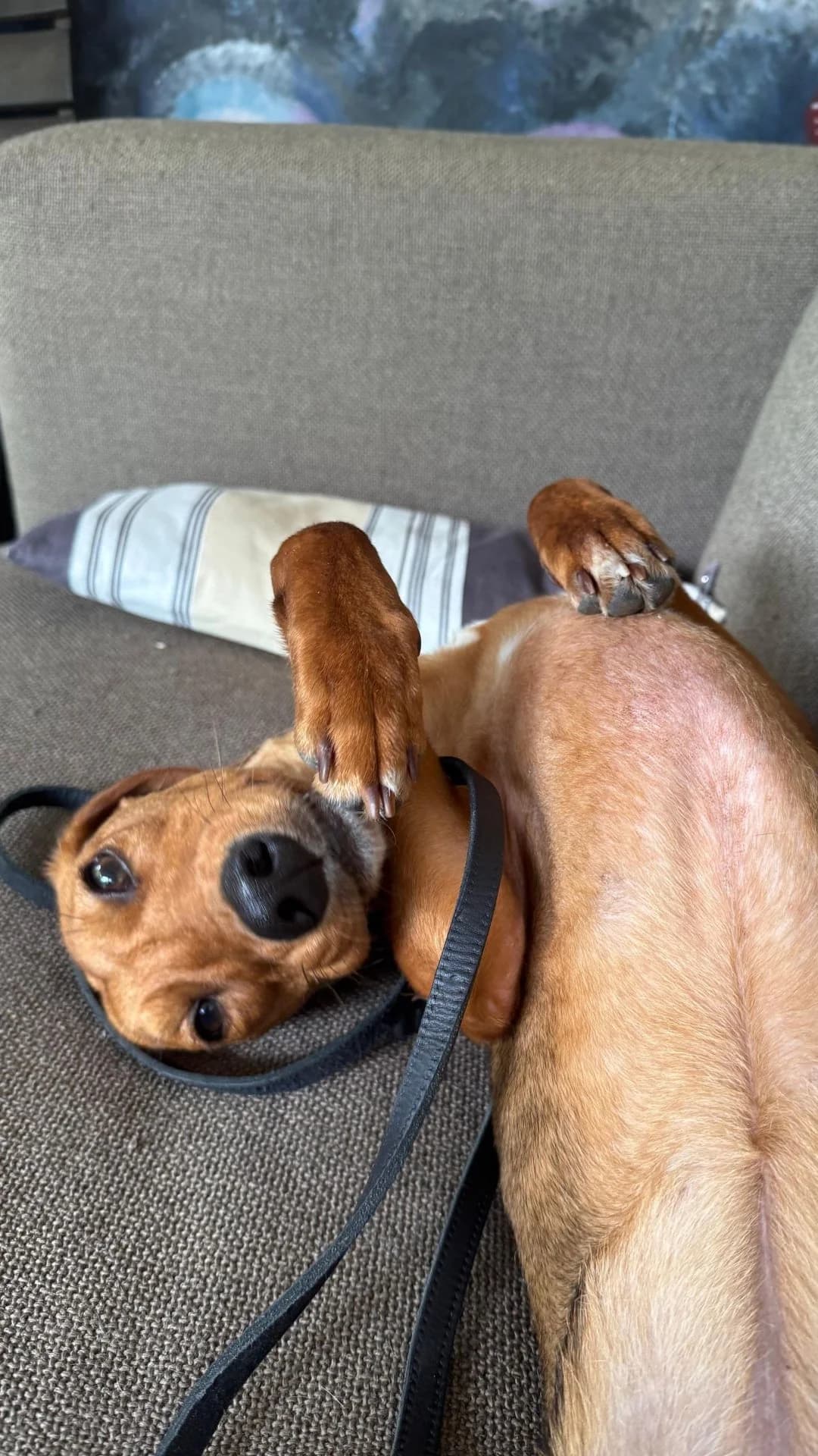 Jana (81929 München), female young Mixed Breed for adoption at Nordic Strays e.V.