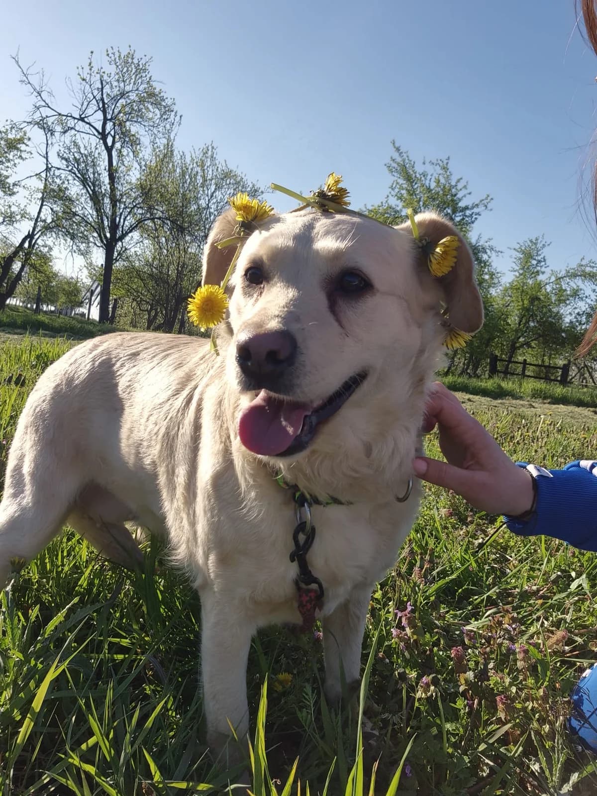 Alina, male 3yo Labrador Retriever for adoption at Nordic Strays e.V.