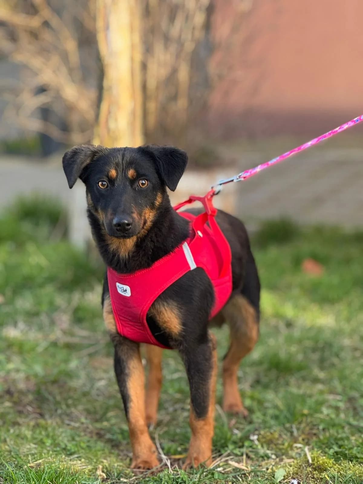 Rita, male young mixed breed for adoption at Nordic Strays e.V.