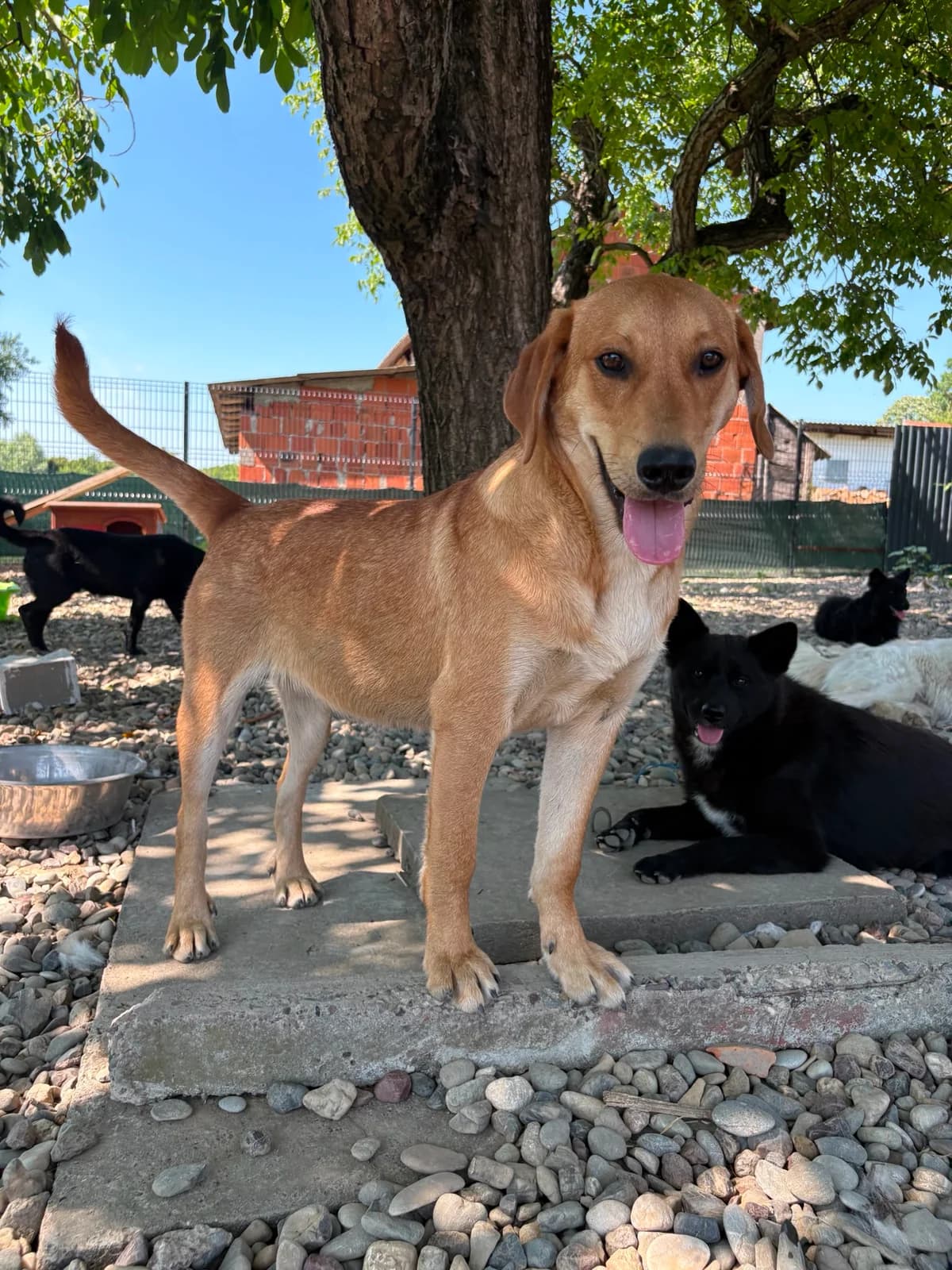Ray, male young Mixed Breed for adoption at Nordic Strays e.V.