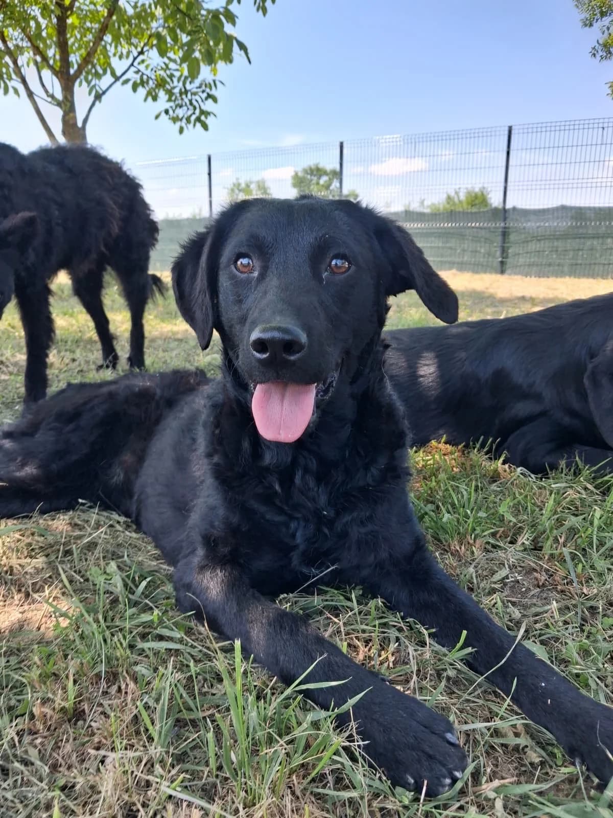 Remi, male young Mixed Breed for adoption at Nordic Strays e.V.