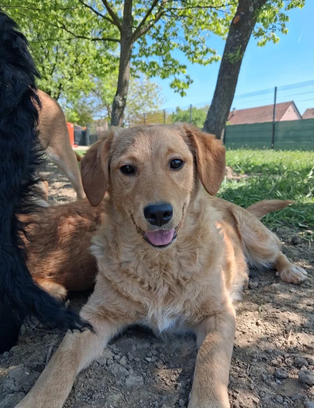 Ruma, male young Mixed Breed for adoption at Nordic Strays e.V.