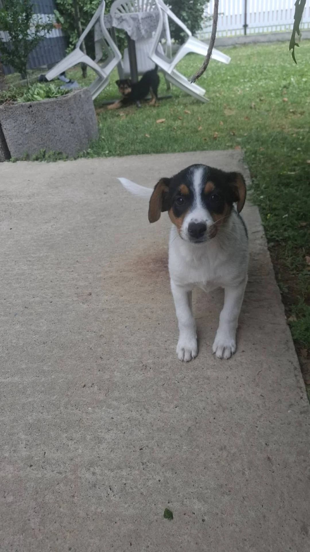 Auri, Mixed Breed (Nordic Strays e.V.)