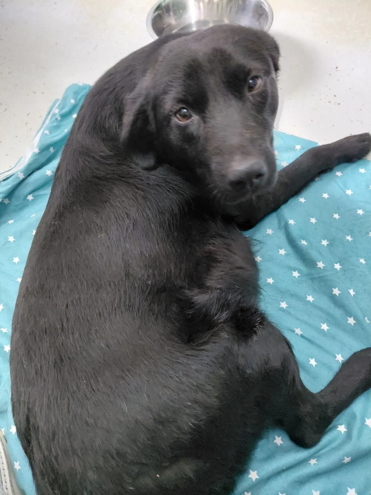 Myra, female young Mixed Breed for adoption at Nordic Strays e.V.