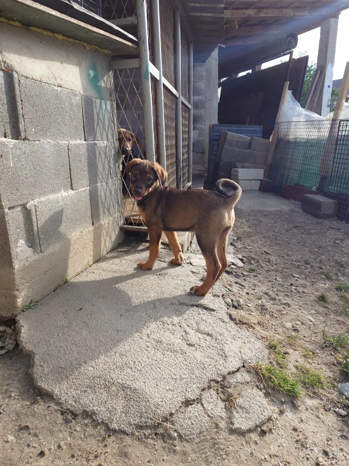 Ira, weiß female puppy Mixed Breed for adoption at Nordic Strays e.V.