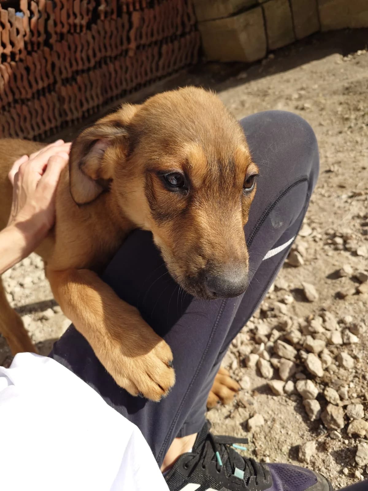 Casperi, male puppy Mixed Breed for adoption at Nordic Strays e.V.