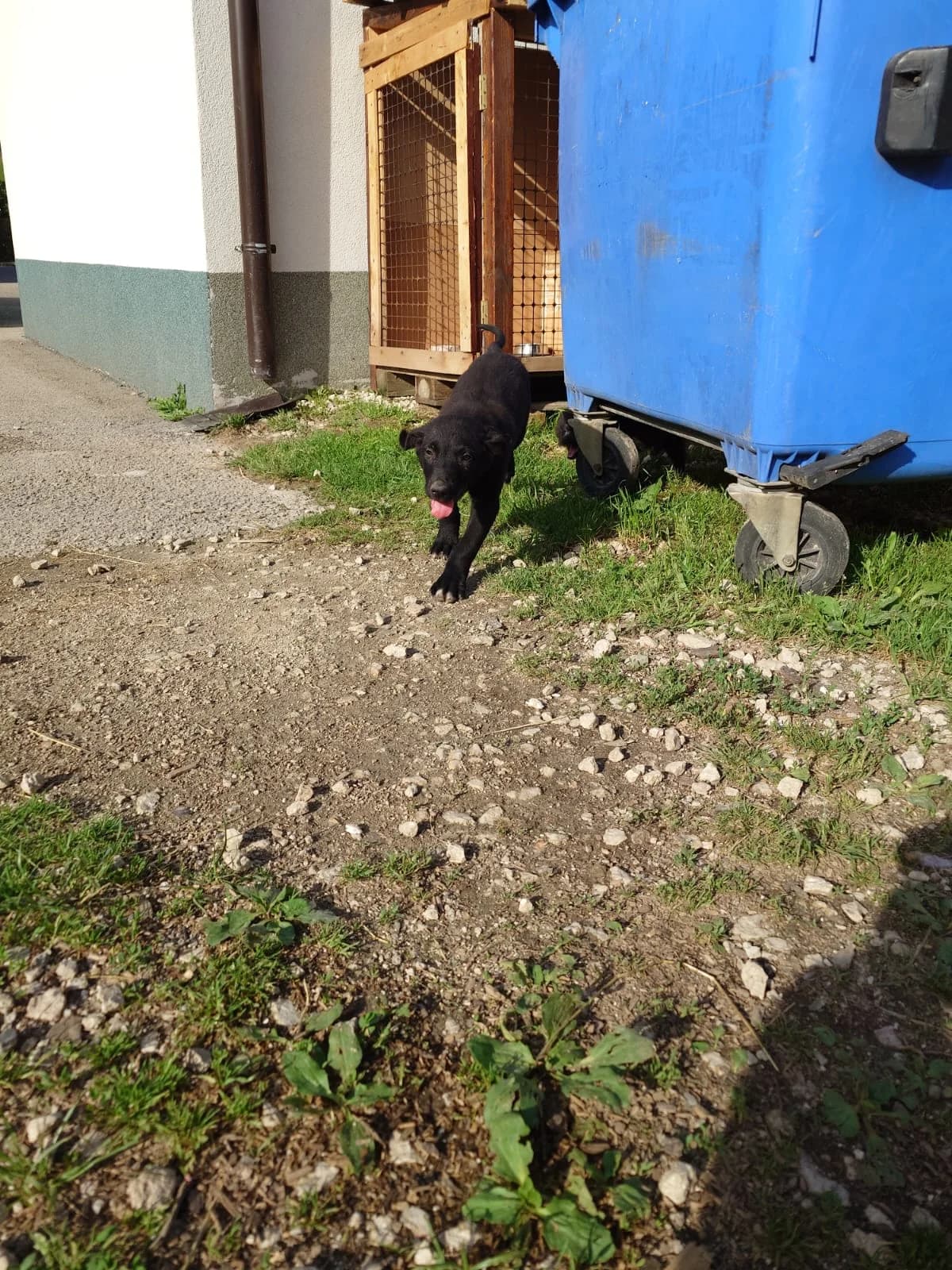 Pablo, male puppy Mixed Breed for adoption at Nordic Strays e.V.