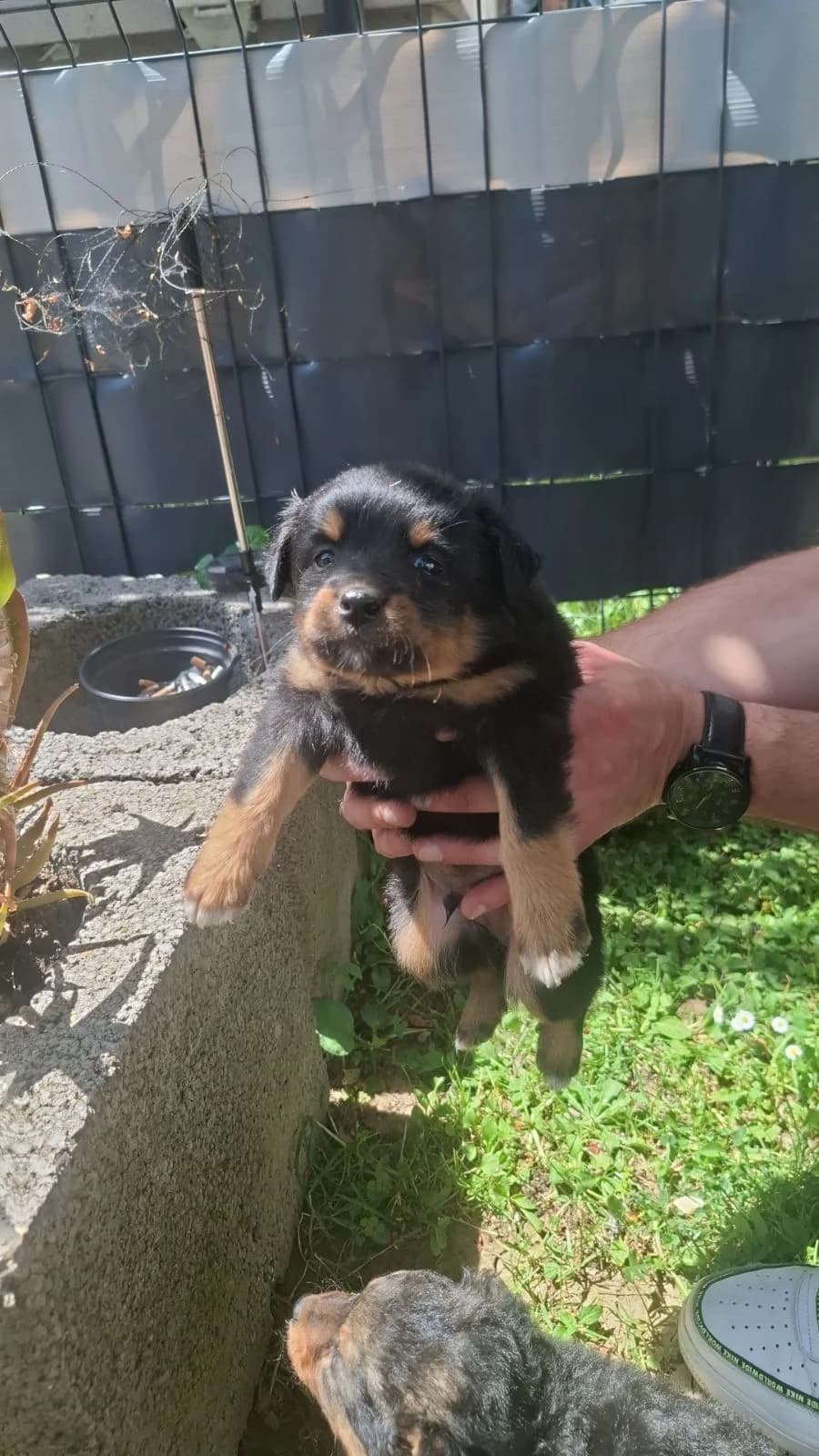Murmel, schwarz male puppy Mixed Breed for adoption at Nordic Strays e.V.