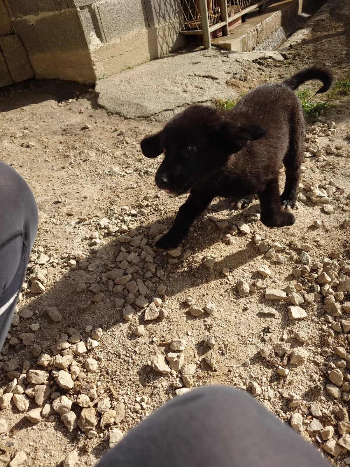 Rex, male puppy Mixed Breed for adoption at Nordic Strays e.V.