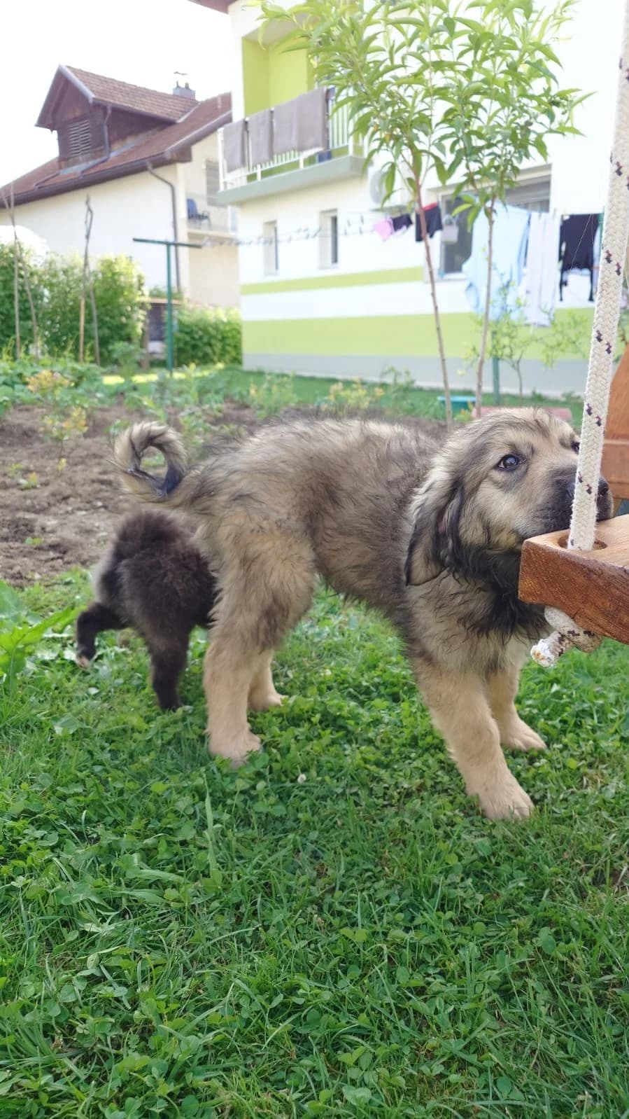 Tobias, male puppy Mixed Breed for adoption at Nordic Strays e.V.