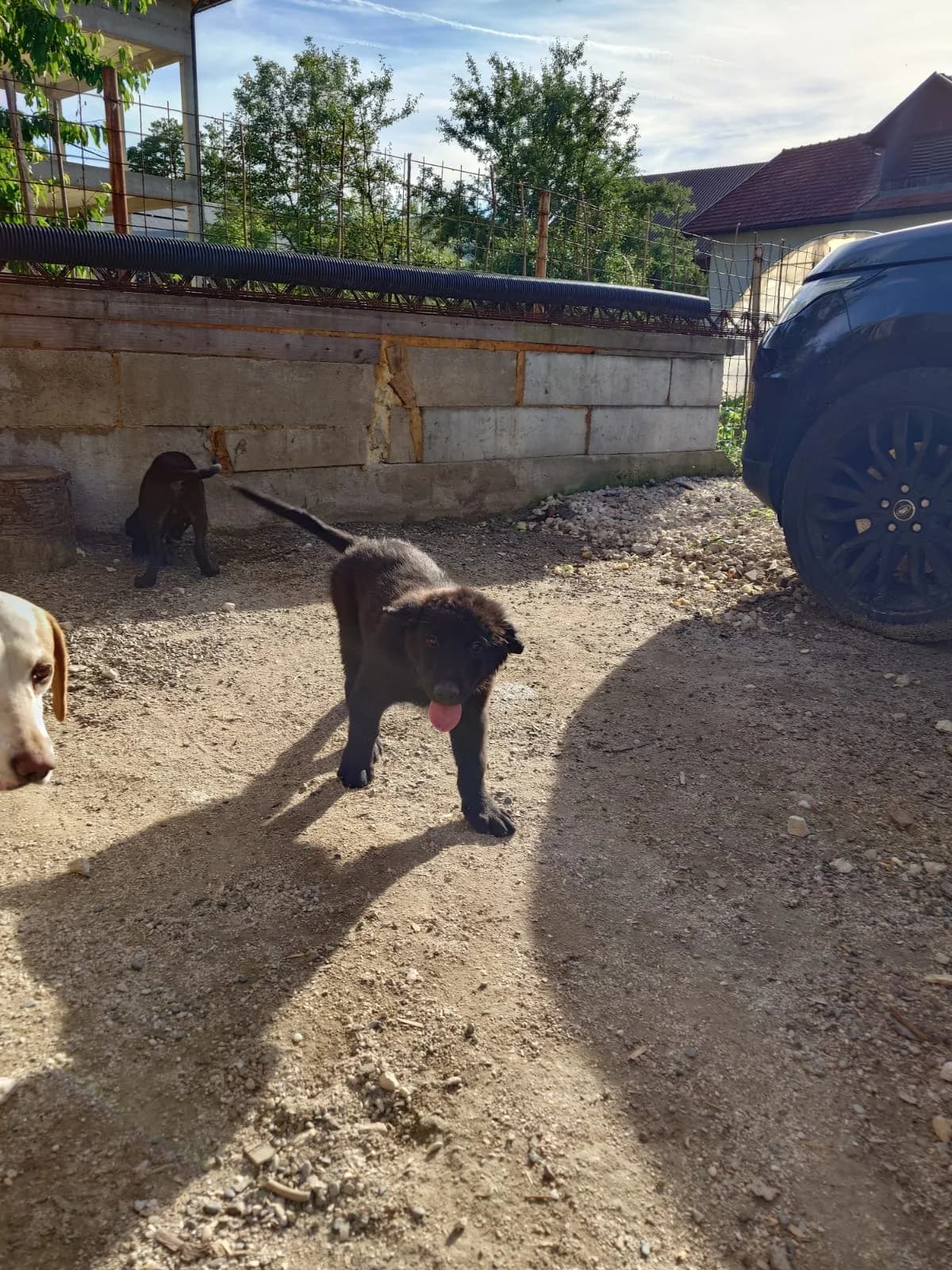 Hugi, male puppy Mixed Breed for adoption at Nordic Strays e.V.
