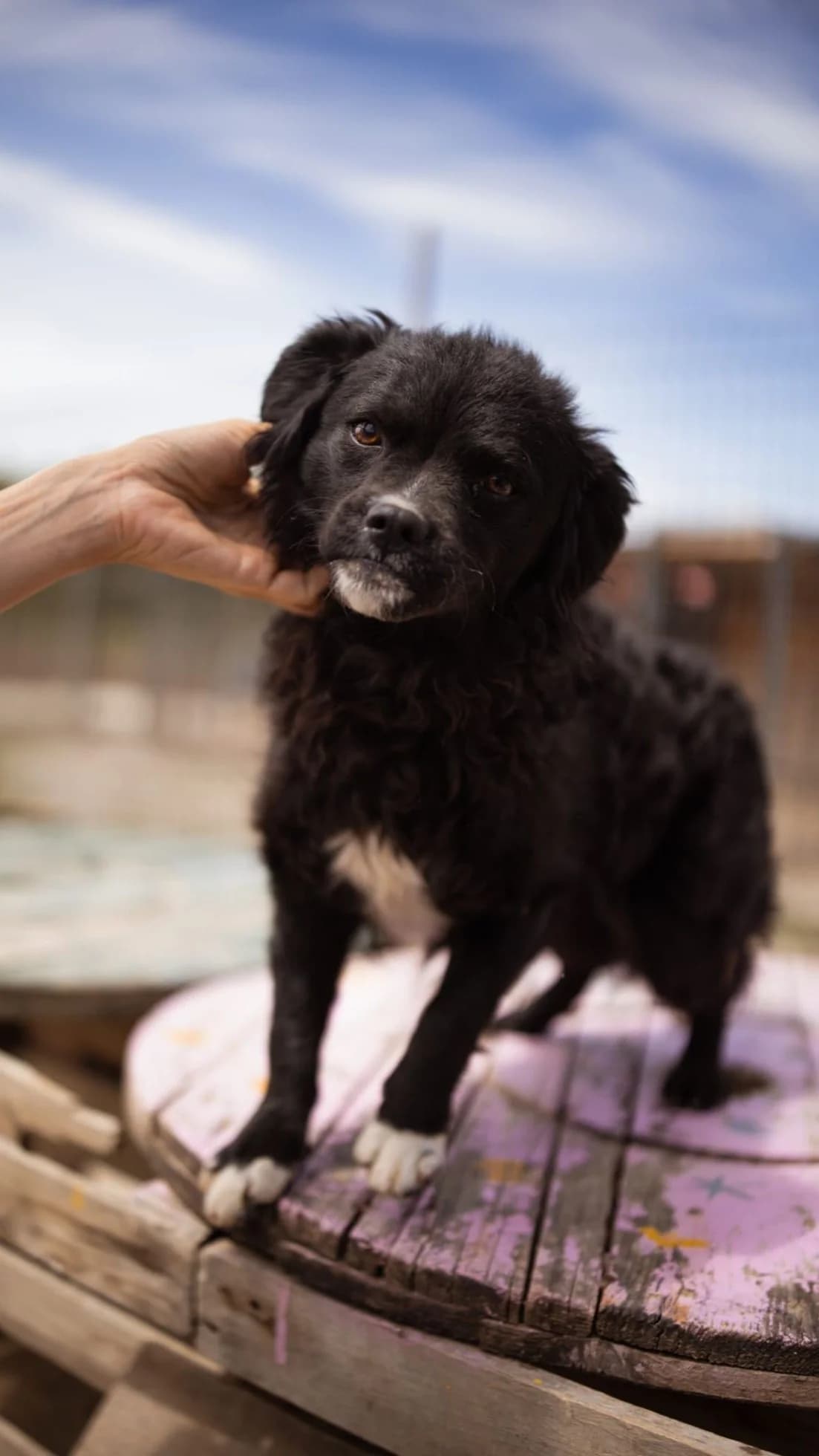 Milena, Mixed Breed (Nordic Strays e.V.)