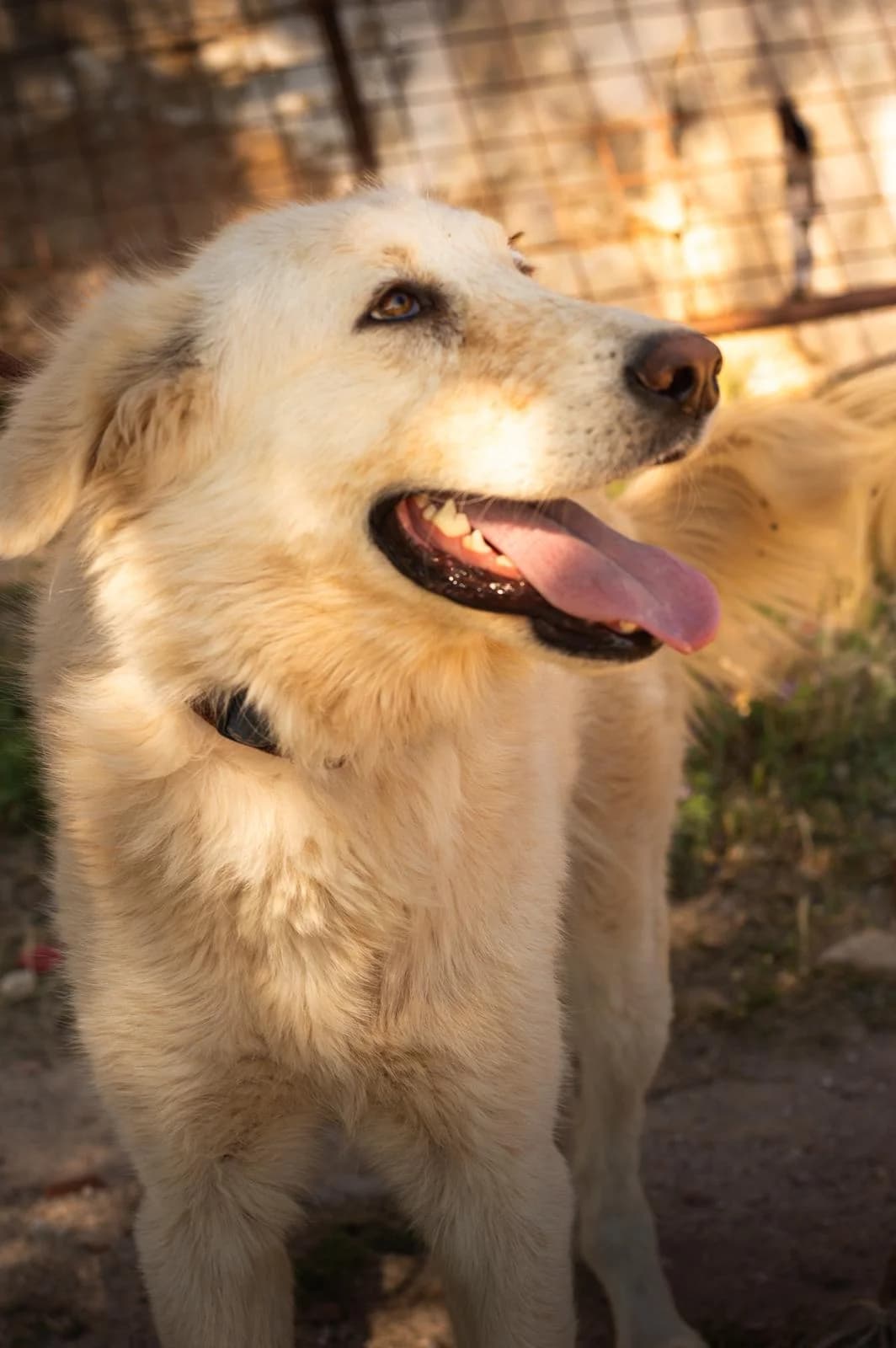 Duška, gold female young Mixed Breed for adoption at Nordic Strays e.V.