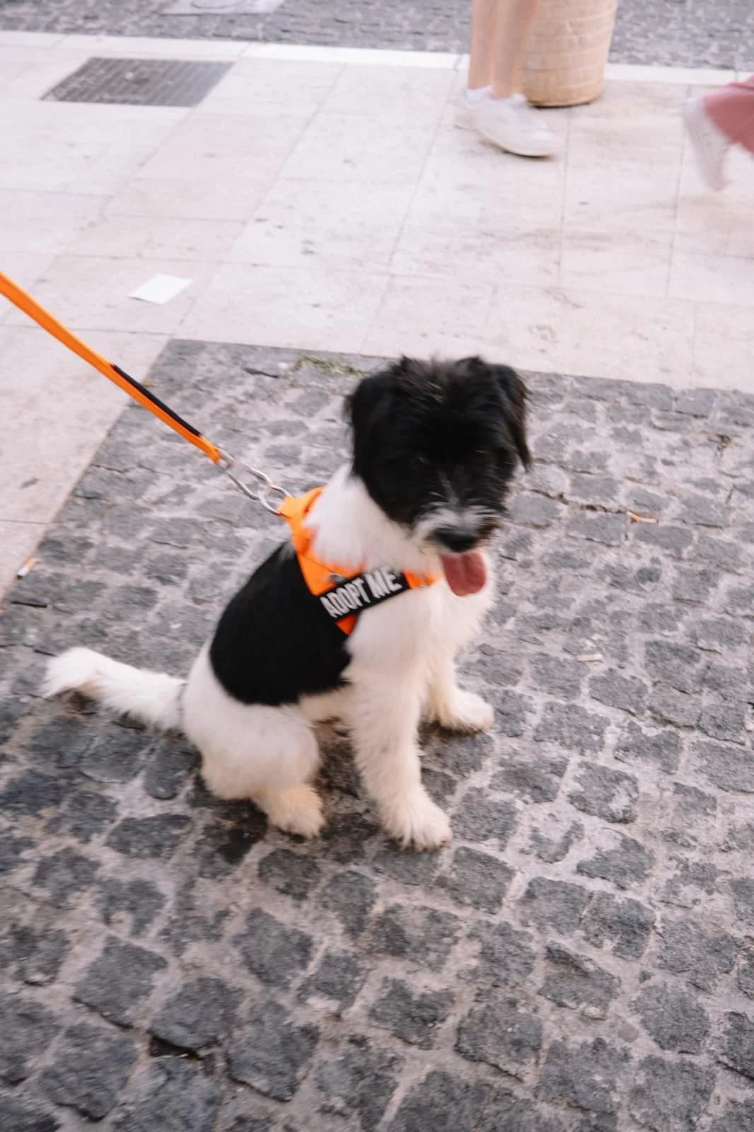 Asterix, schwarz male puppy Mixed Breed for adoption at Nordic Strays e.V.