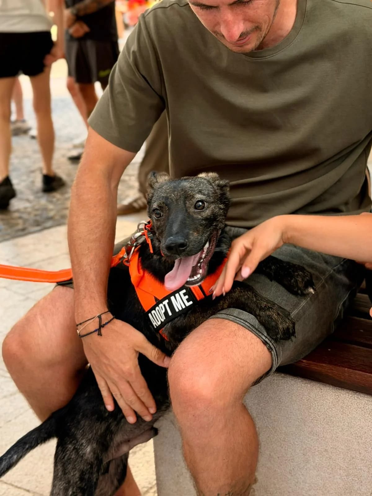 Branimir, male puppy Mixed Breed for adoption at Nordic Strays e.V.