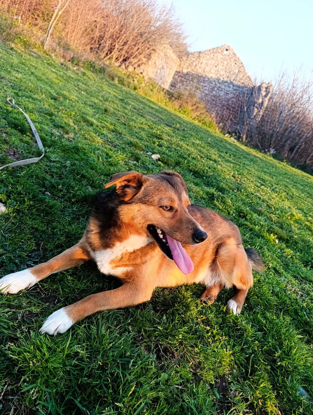 Maffi, weiß female 3yo Mixed Breed for adoption at Nordic Strays e.V.