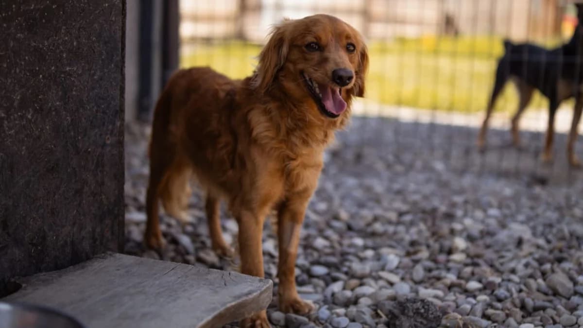 Luis, male young Cocker Spaniel for adoption at Nordic Strays e.V.