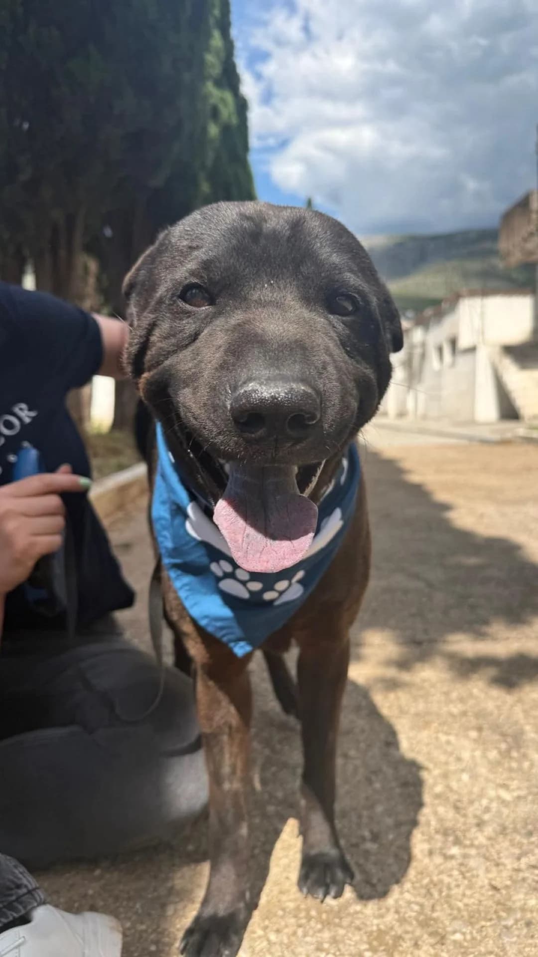 Duda, male 6yo Labrador Retriever for adoption at Nordic Strays e.V.