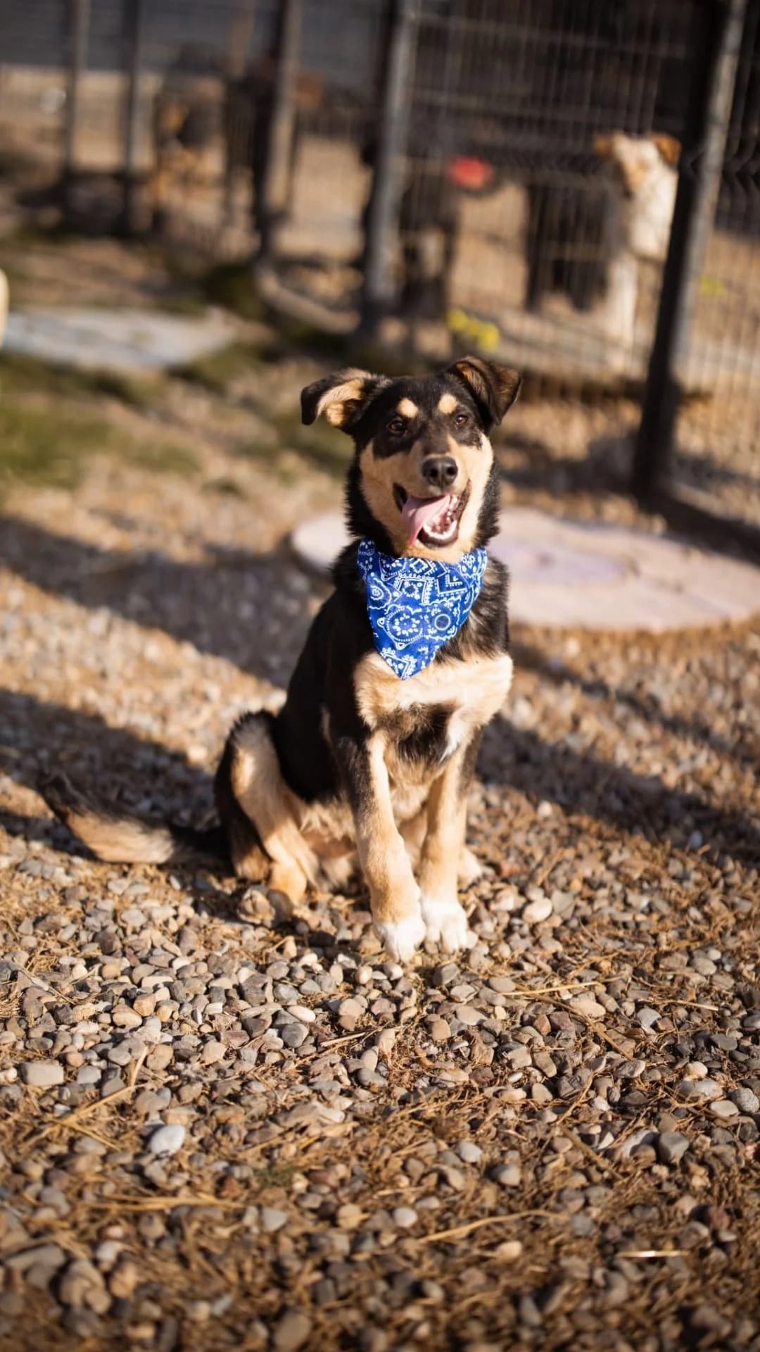 Norio, male young Mixed Breed for adoption at Nordic Strays e.V.