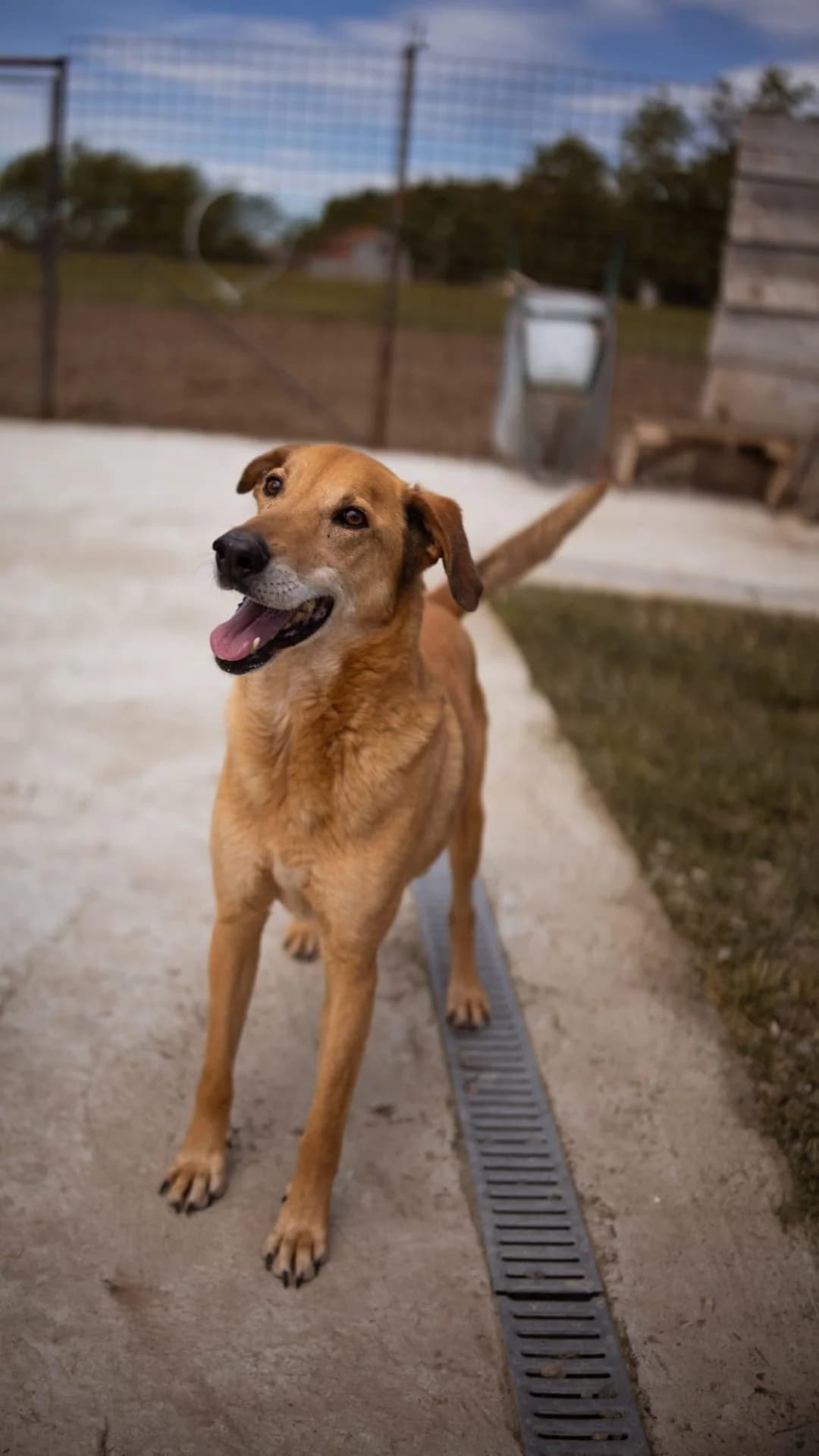 Bongo, male senior Mixed Breed for adoption at Nordic Strays e.V.