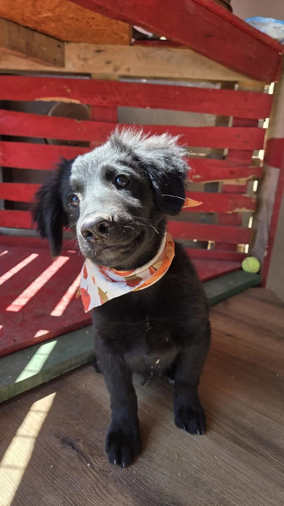 Lupo, male puppy German Shepherd for adoption at Nordic Strays e.V.