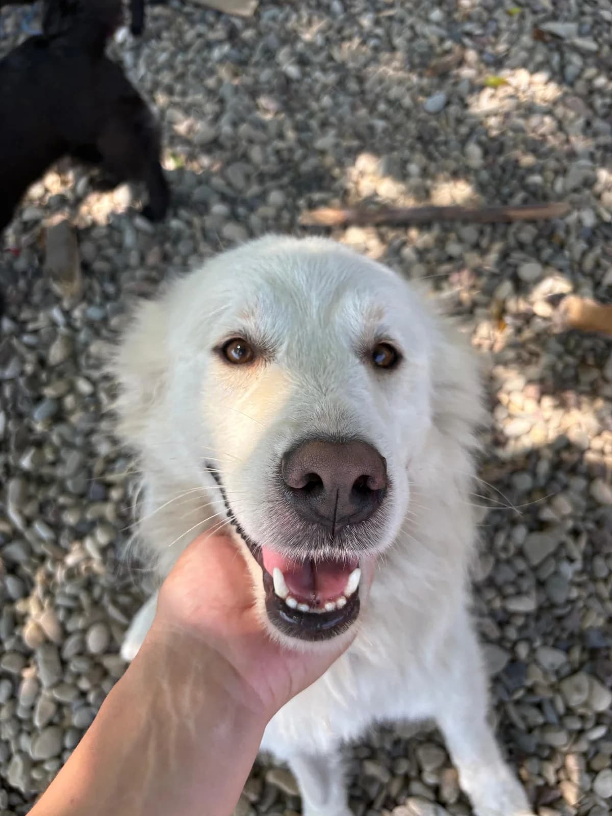 Medo, gold male 4yo Mixed Breed for adoption at Nordic Strays e.V.