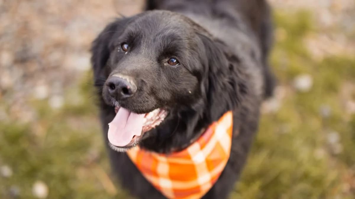 Mike, male young Mixed Breed for adoption at Nordic Strays e.V.