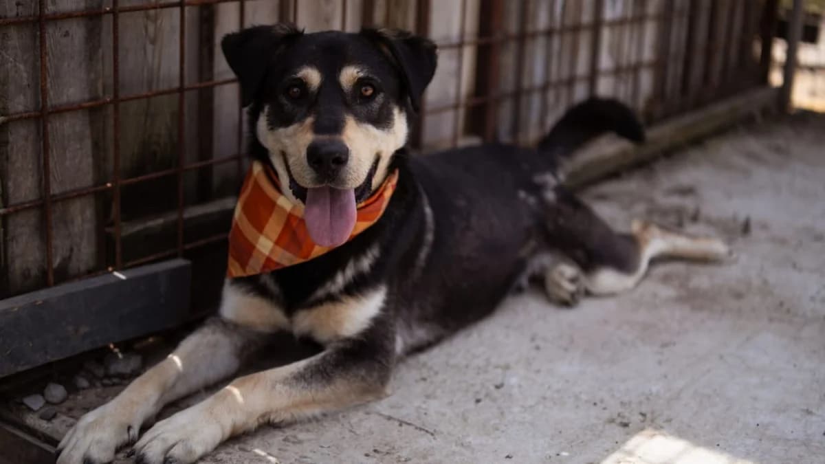 Dustin, male young Mixed Breed for adoption at Nordic Strays e.V.
