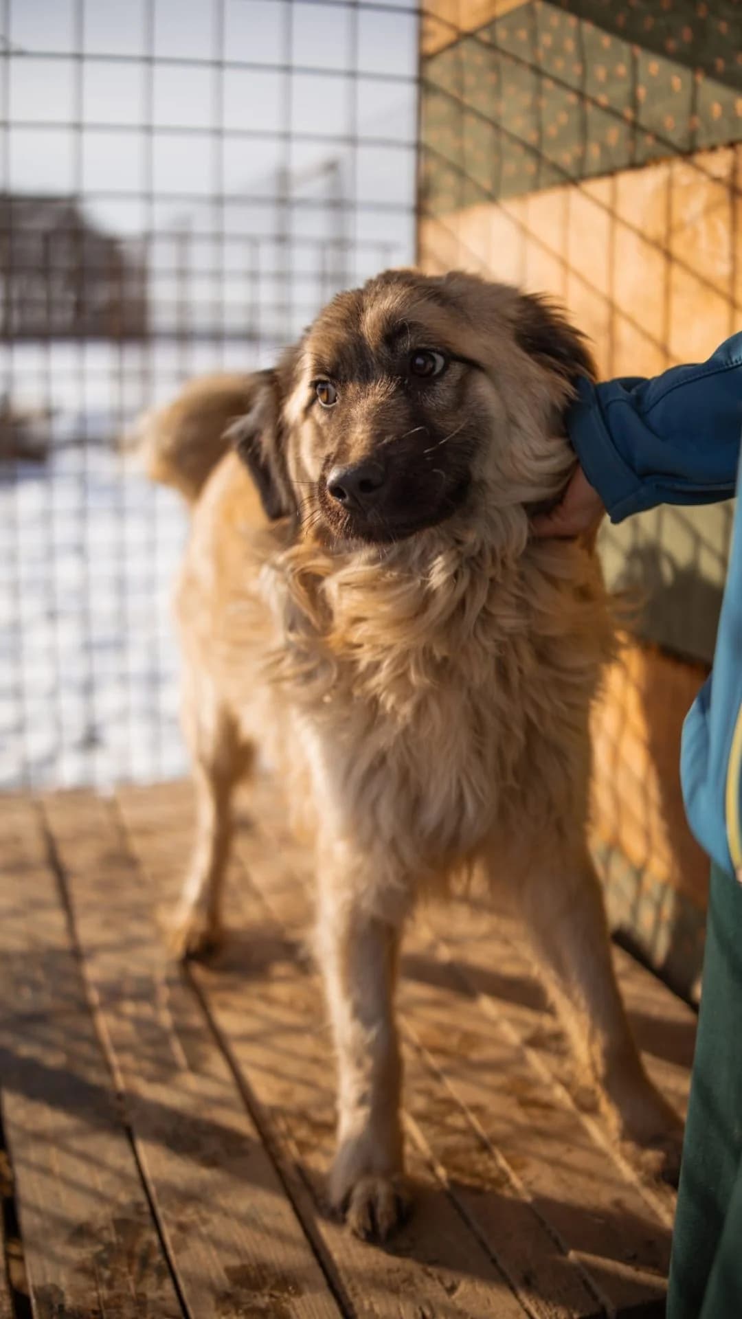 Denis, male young Mixed Breed for adoption at Nordic Strays e.V.