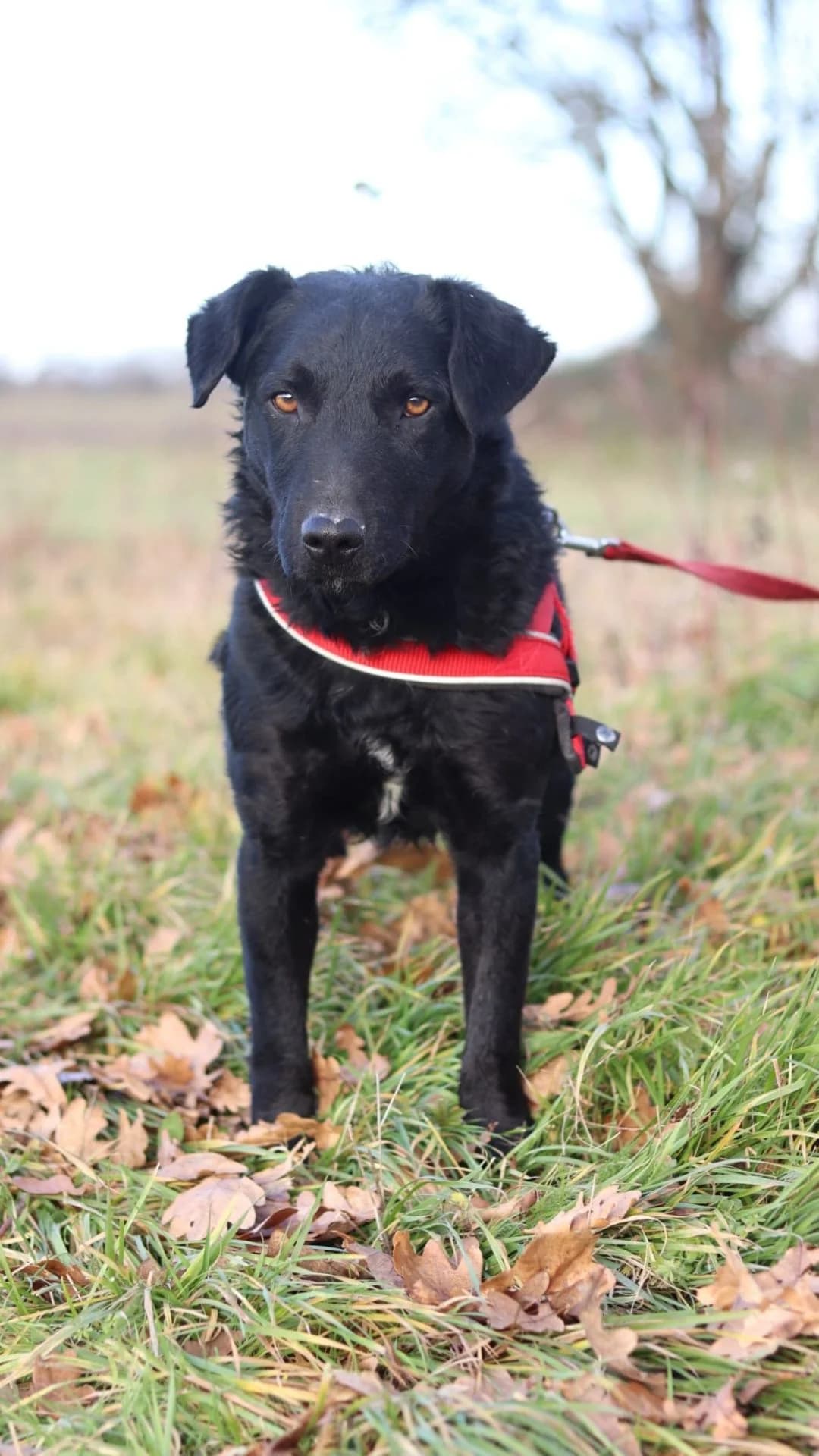 Bono, male 3yo German Shepherd for adoption at Nordic Strays e.V.