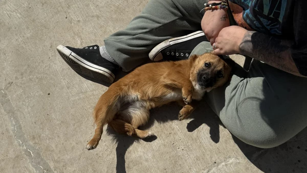 Mihajela, female young Mixed Breed for adoption at Nordic Strays e.V.