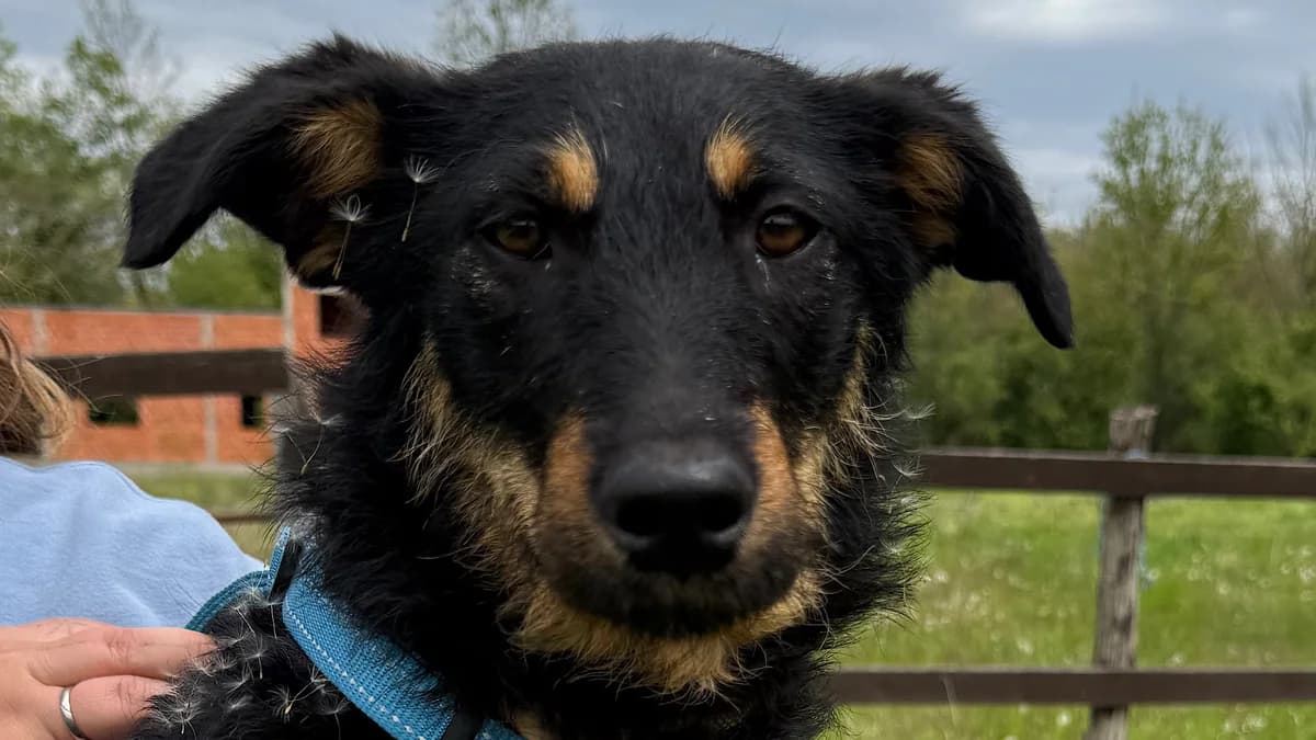 Milica, female young Mixed Breed for adoption at Nordic Strays e.V.
