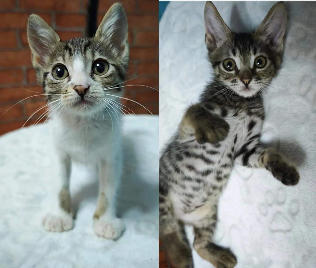 Peach &, Mixed Breed (Nordic Strays e.V.)