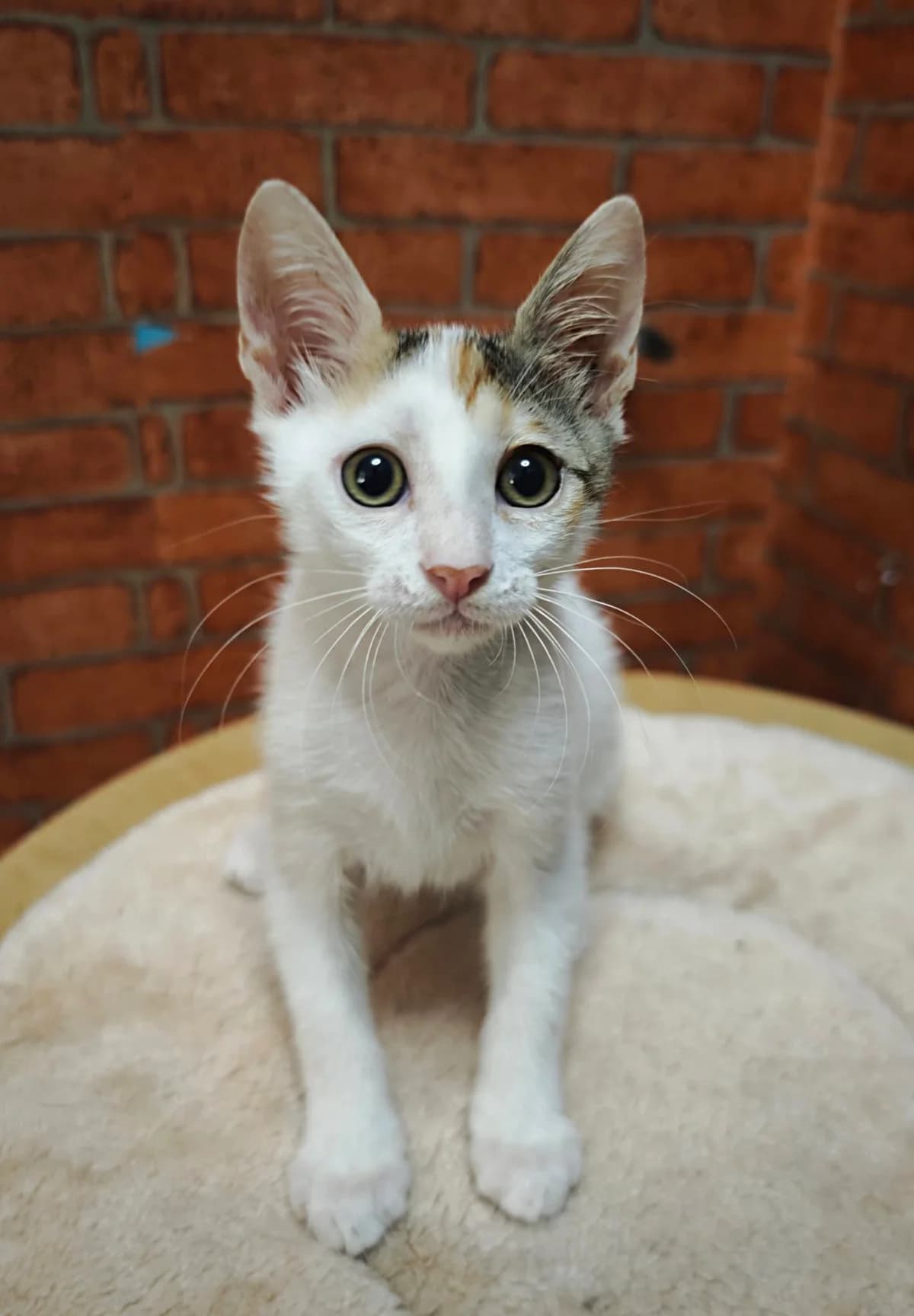 Paris, female puppy Mixed Breed for adoption at Nordic Strays e.V.