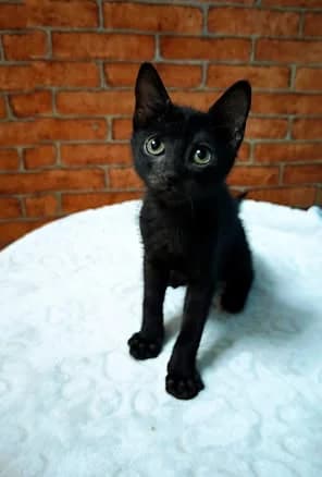 Hope, female puppy Mixed Breed for adoption at Nordic Strays e.V.