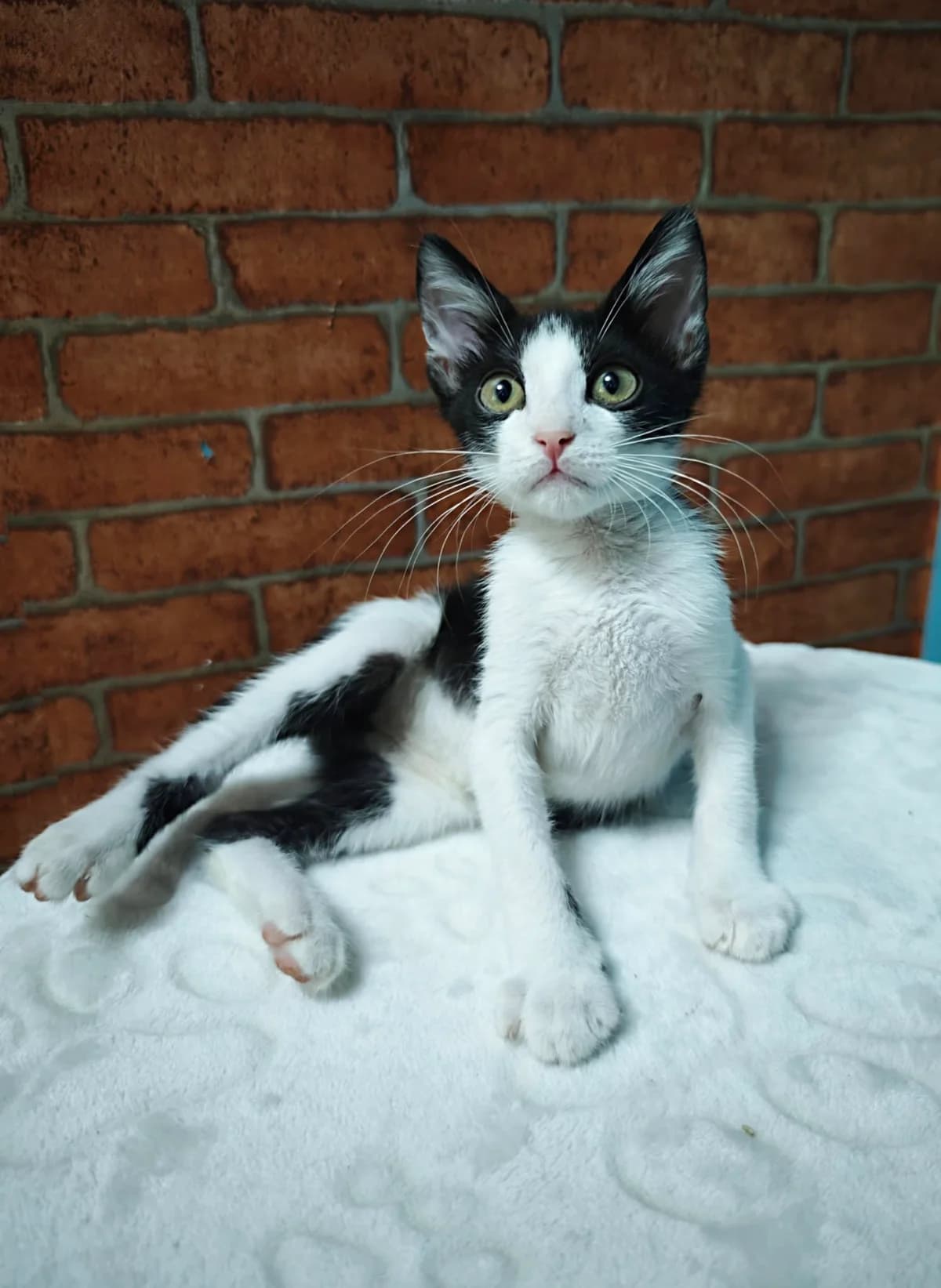 Kiwi, Mixed Breed (Nordic Strays e.V.)