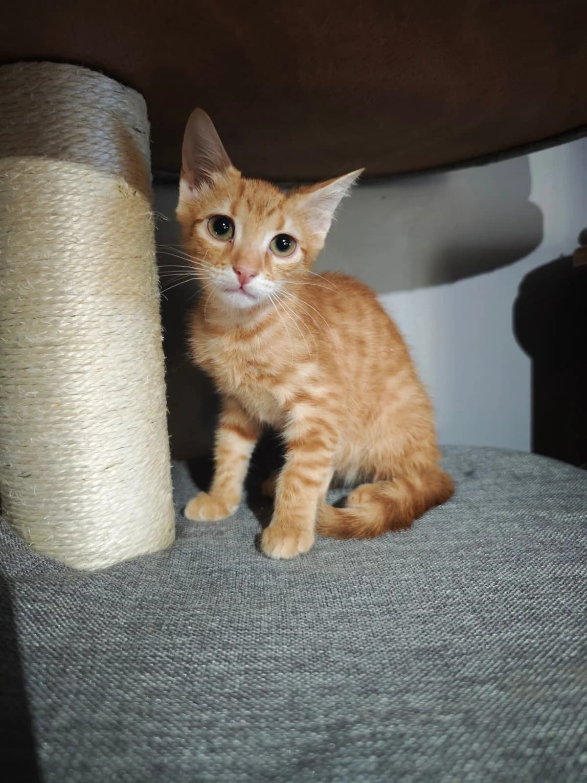 Amber, female puppy Mixed Breed for adoption at Nordic Strays e.V.