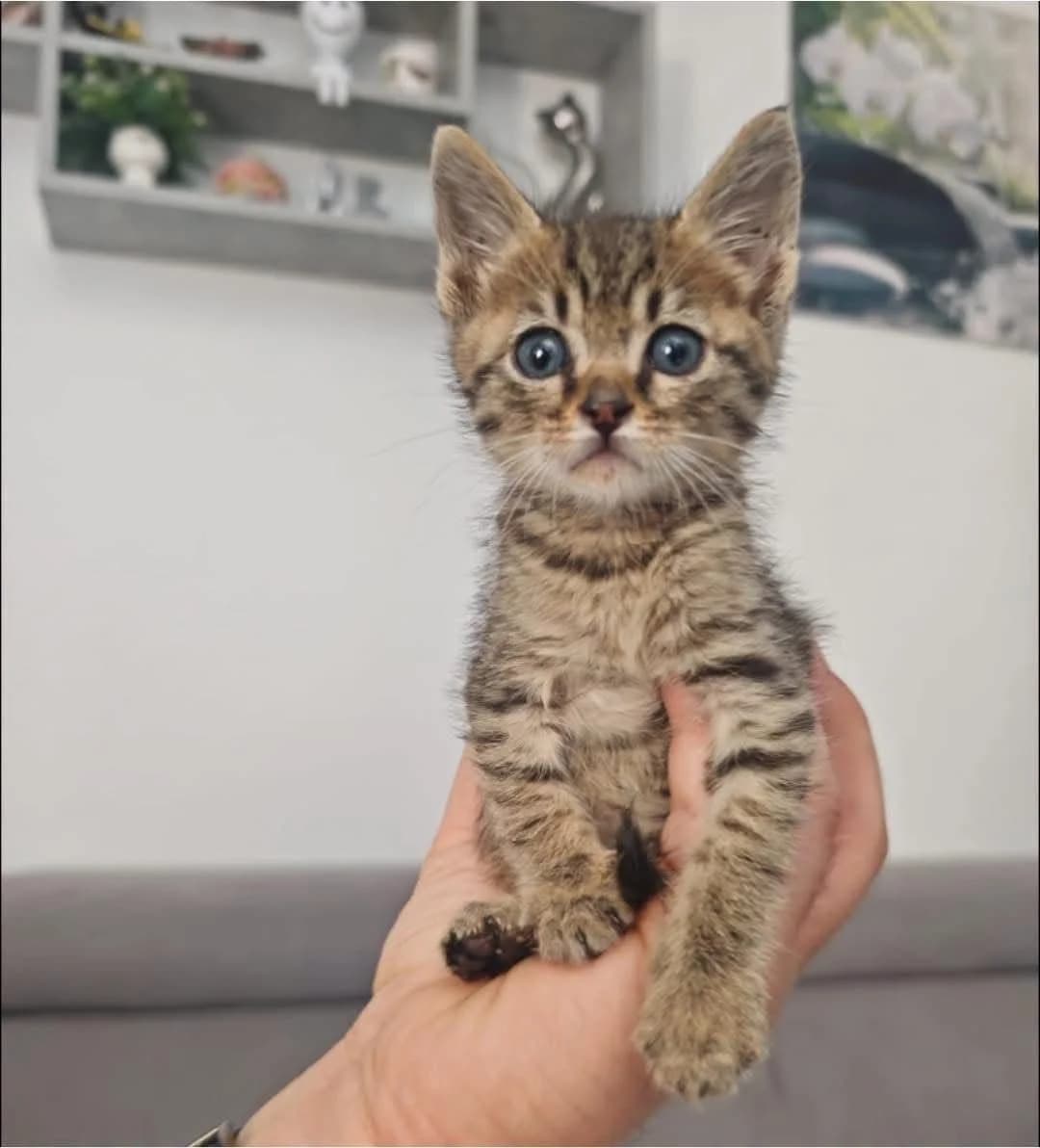 Lemon, Mixed Breed (Nordic Strays e.V.)
