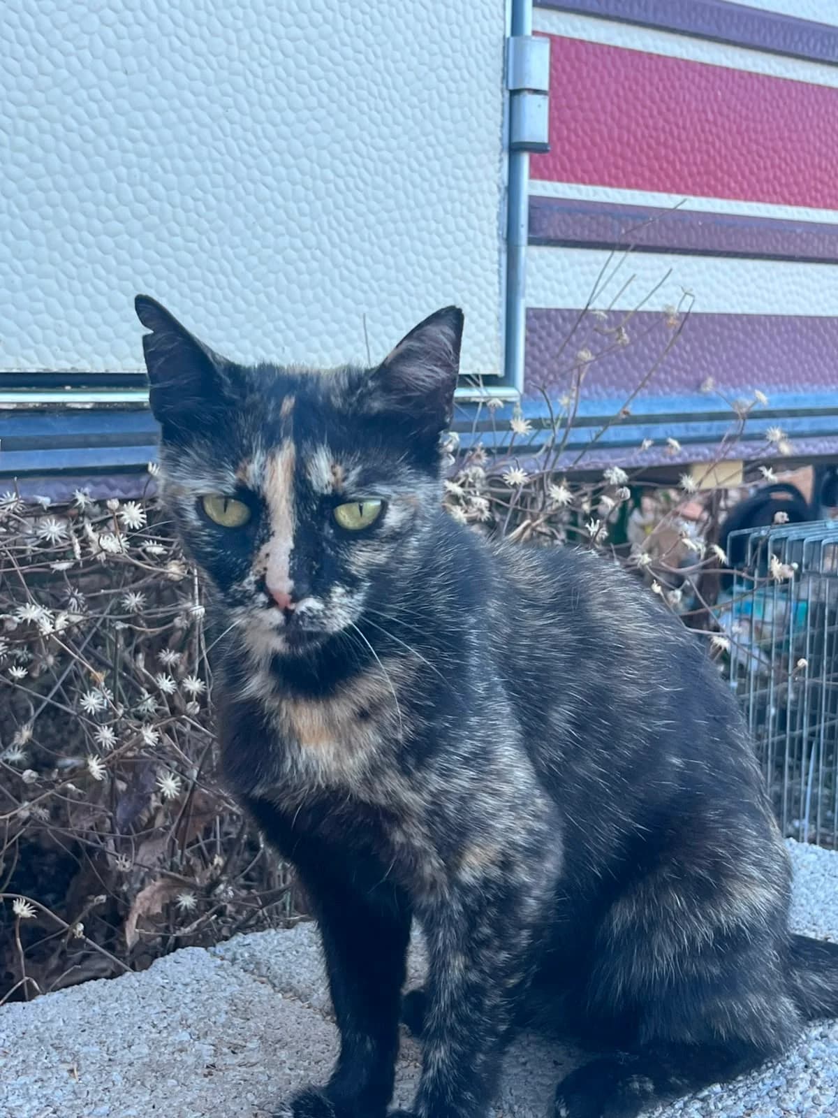 Turtle, female Mixed Breed for adoption at Nordic Strays e.V.