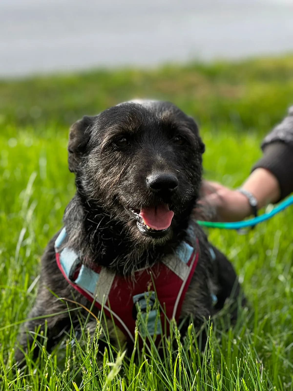 Jelena, male 4yo mixed breed for adoption at Nordic Strays e.V.