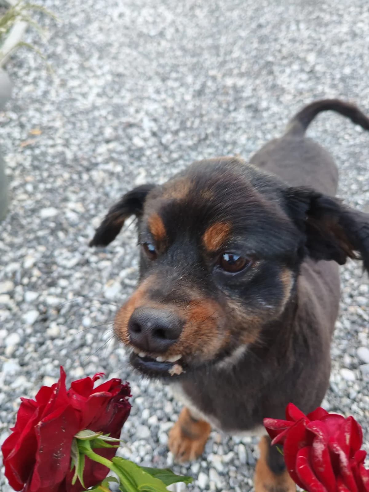 Olli, male 6yo Mixed Breed for adoption at Nordic Strays e.V.