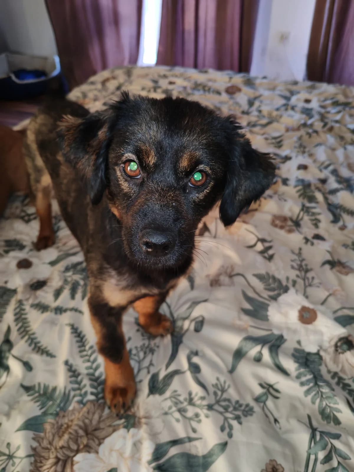 Pepa, Mixed Breed (Nordic Strays e.V.)
