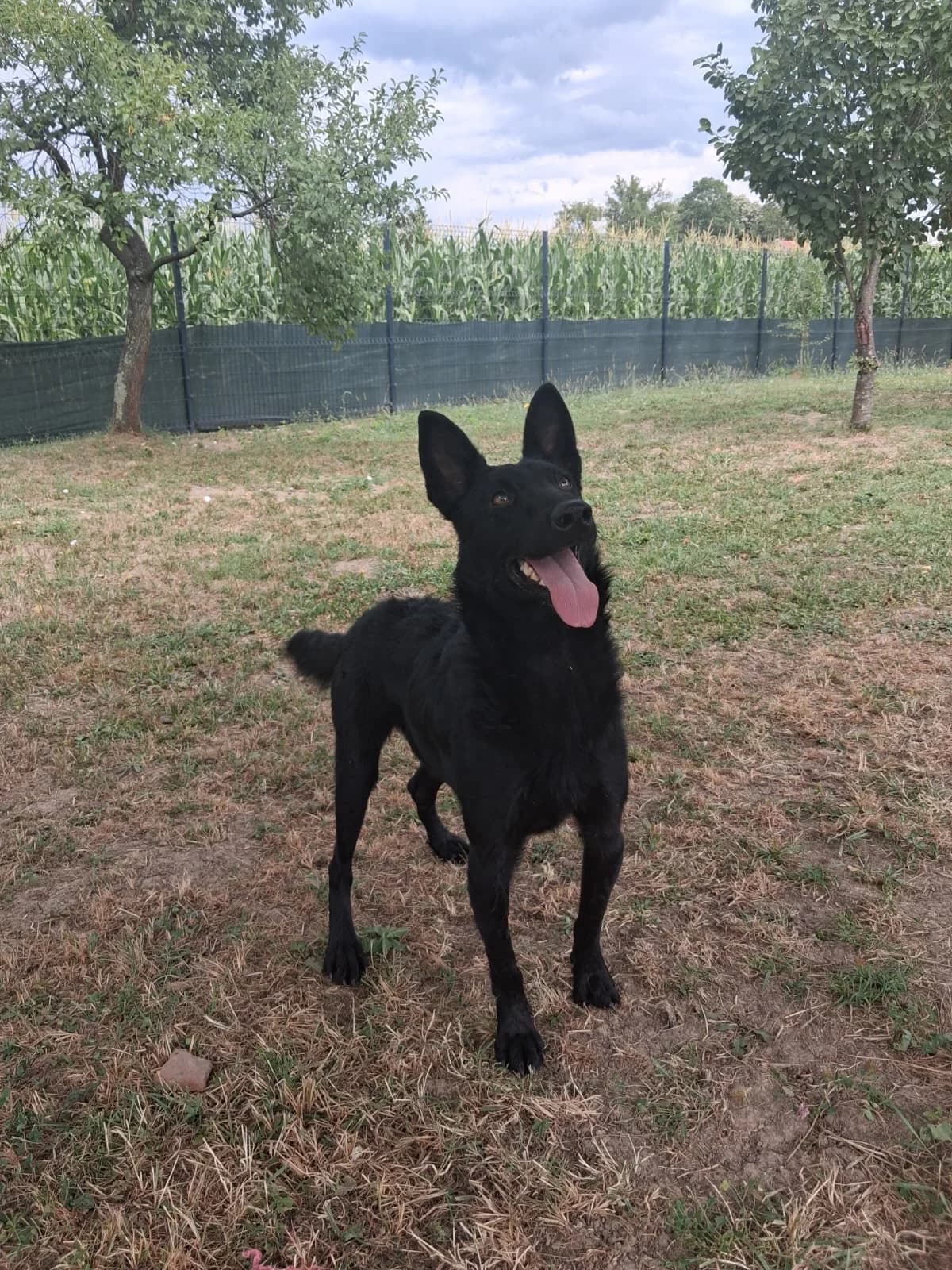 Ache, male young German Shepherd for adoption at Nordic Strays e.V.