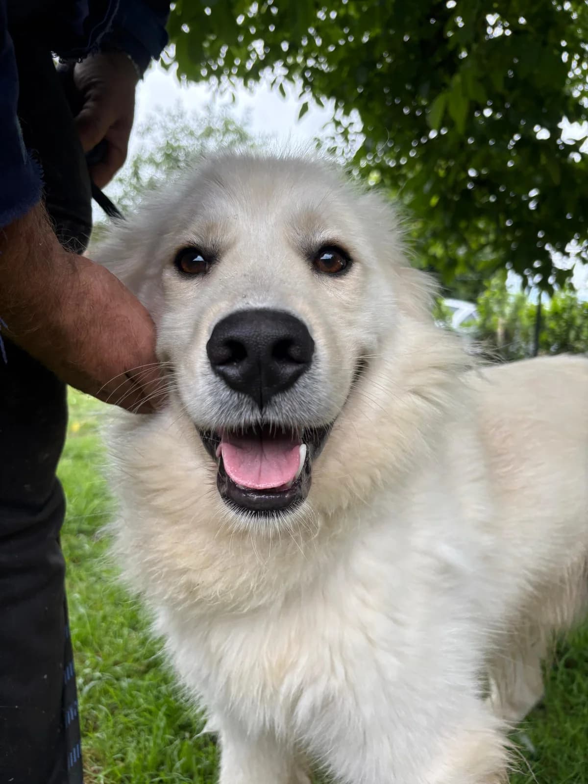 Medolin, gold male young Mixed Breed for adoption at Nordic Strays e.V.