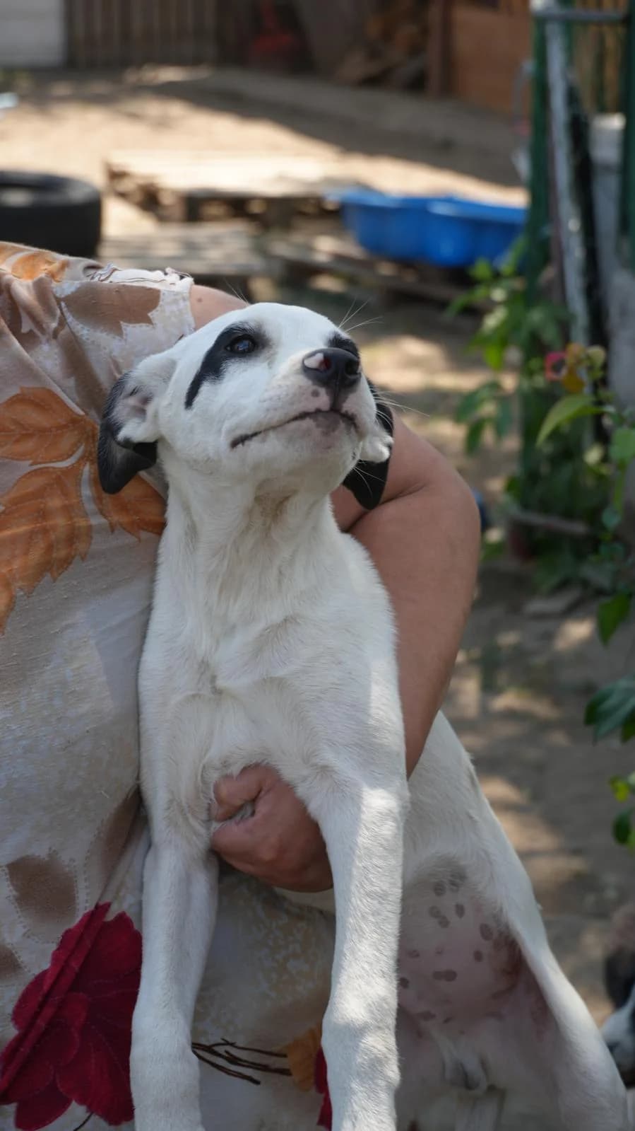 Elves, schwarz male puppy Mixed Breed for adoption at Nordic Strays e.V.