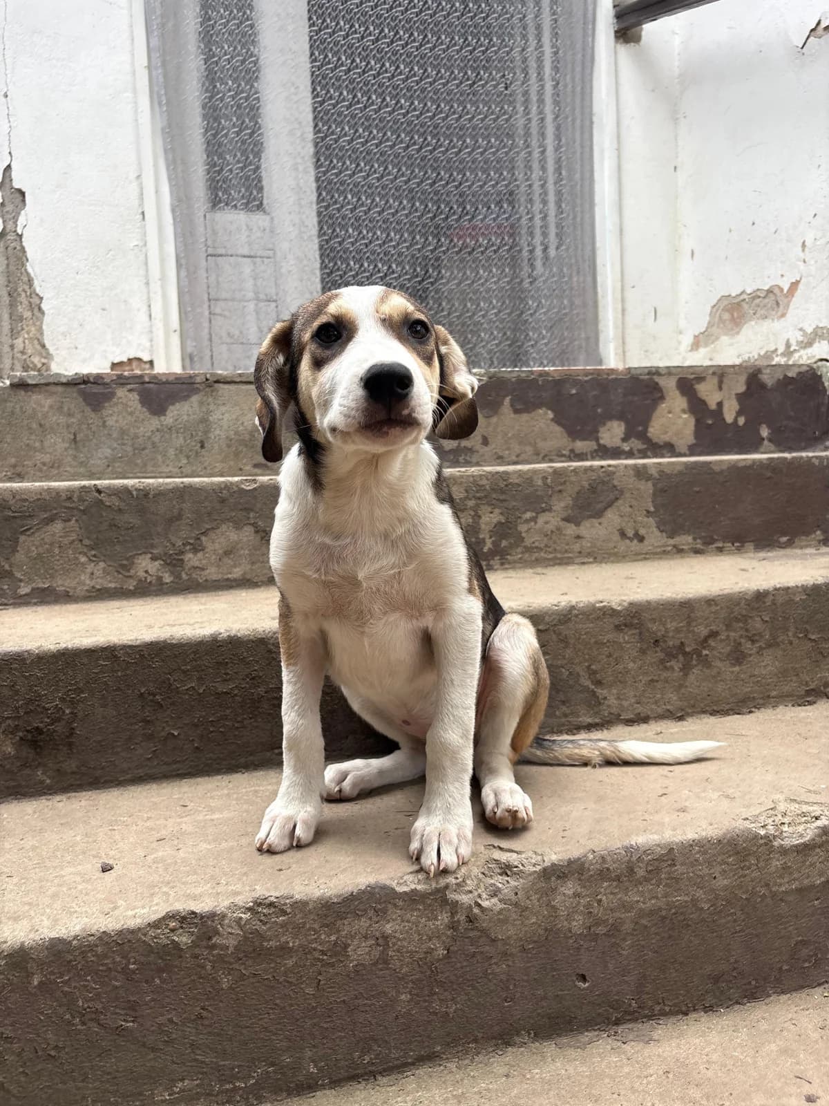 Giana, Mixed Breed (Nordic Strays e.V.)