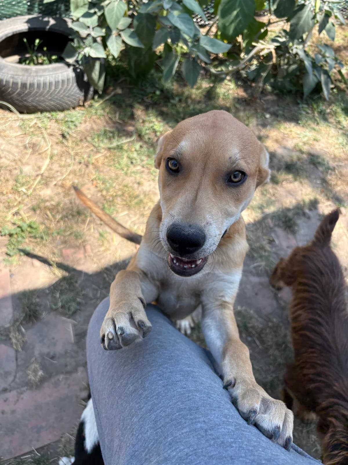 Colanko, Mixed Breed (Nordic Strays e.V.)