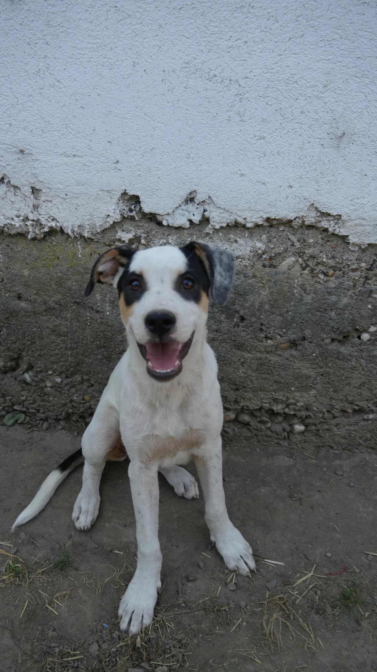 Pinarella, schwarz male puppy Mixed Breed for adoption at Nordic Strays e.V.